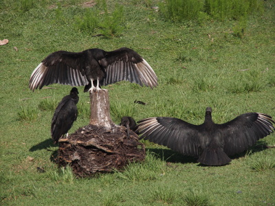 [Three black vultures stand on the grass while a fourth stands on a stump. The one on the stump faces the camera with its wings outstretched while another one with its back to the camera has its wings outstretched. These birds are all black except for about a half dozen white feathers on the ends of its wings.]